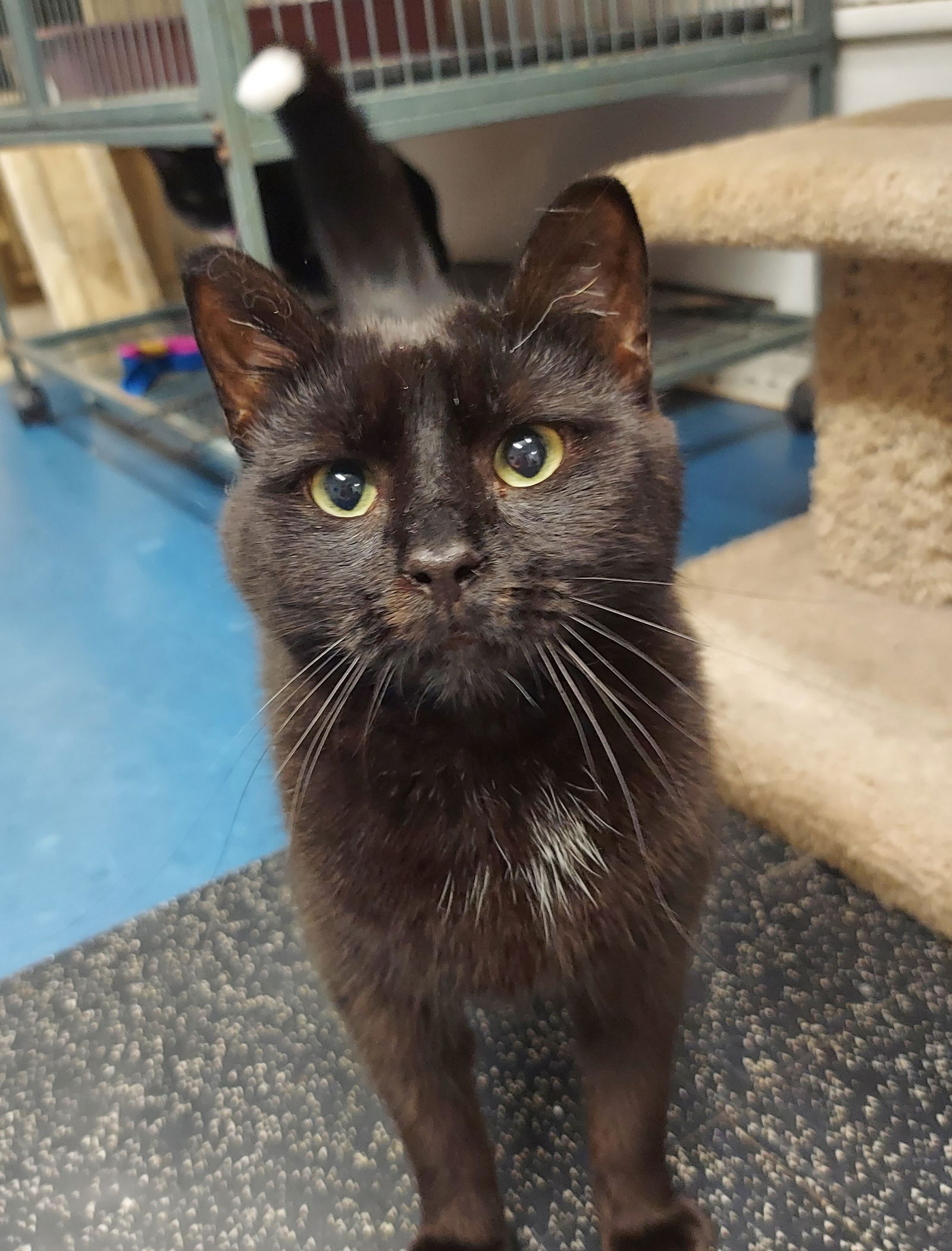 adoptable Cat in Montello, WI named Elsie/L.C.