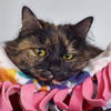 adoptable Cat in montello, WI named Deanna