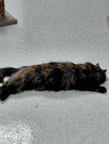 Deanna - Photo 7
