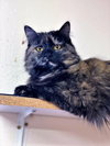 Deanna - Photo 4