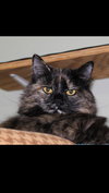 Deanna - Photo 3