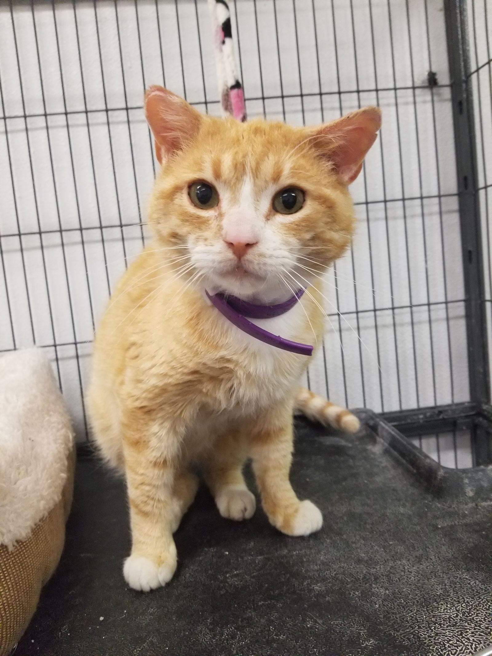 adoptable Cat in Montello, WI named Colonel Kurtz (Special Needs)