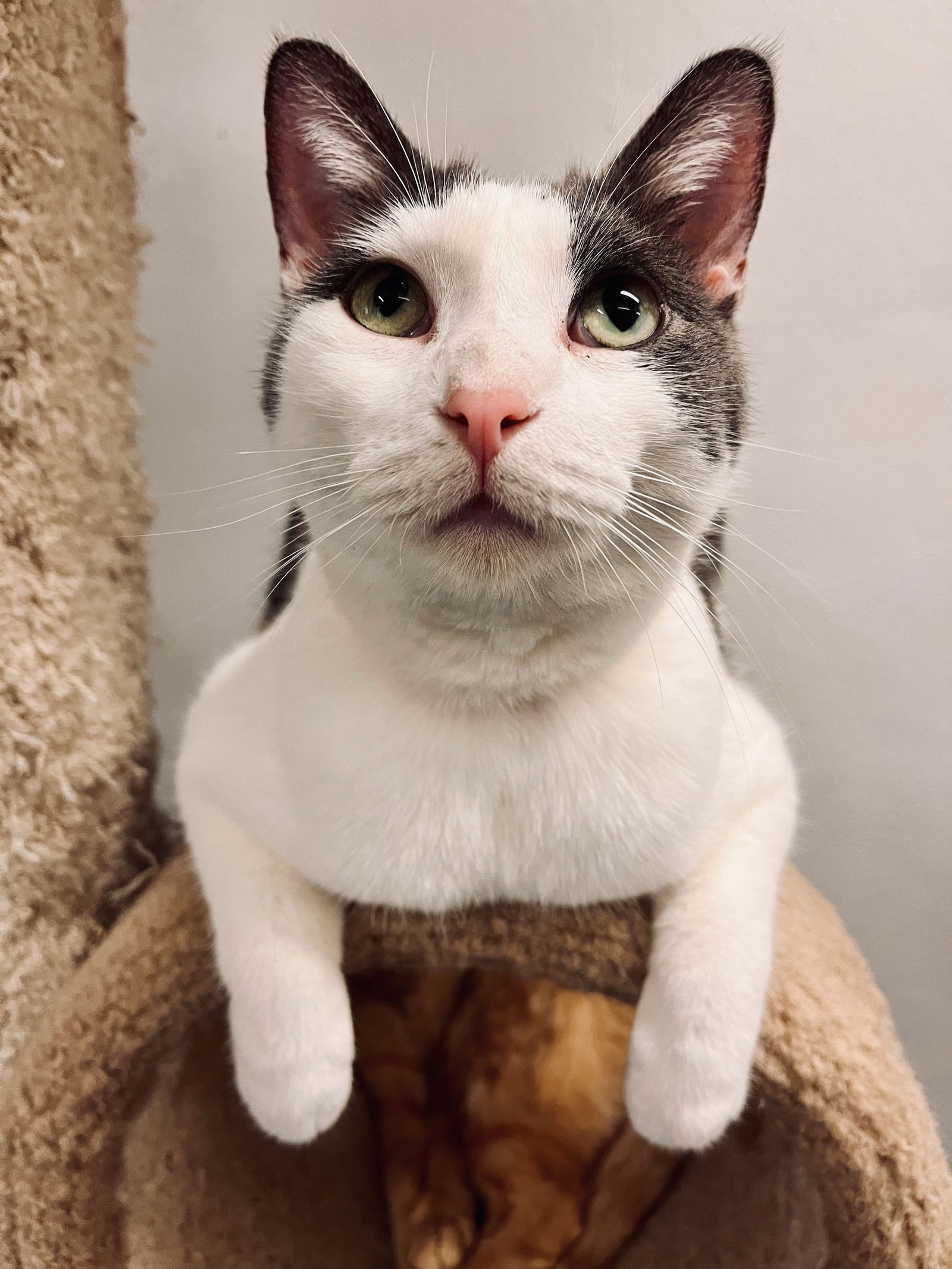 adoptable Cat in Montello, WI named Ravioli