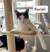 Ravioli - Photo 2