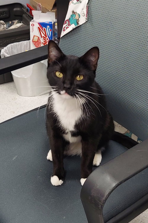 TAZ - Domestic Short Hair available for adoption
