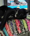Taz - Photo 3