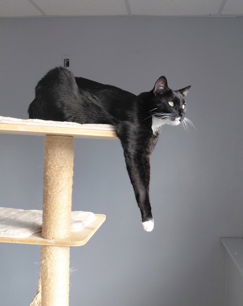 Taz, an adoptable Domestic Short Hair in Montello, WI