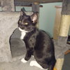 Taz - Photo 4