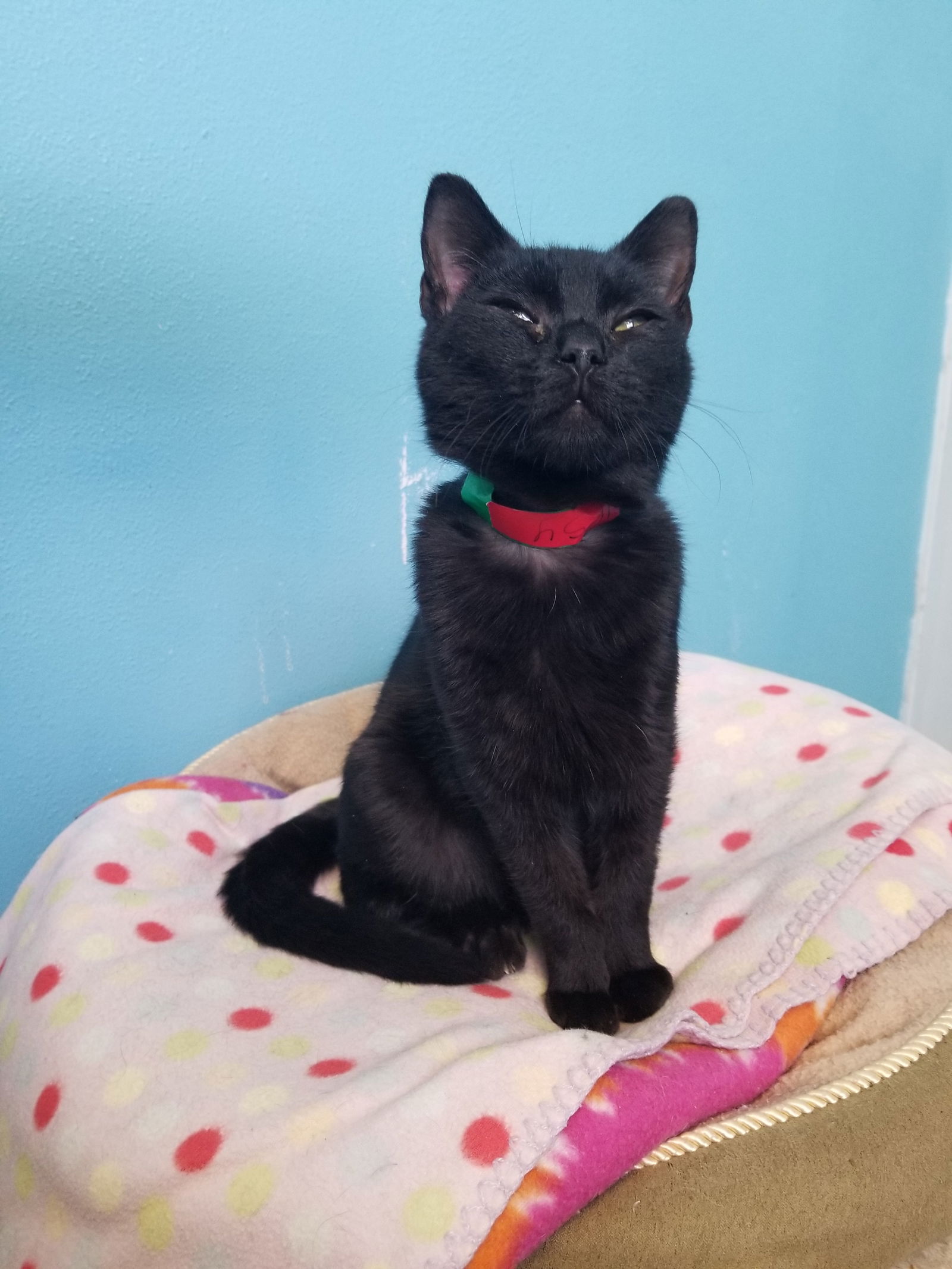 adoptable Cat in Montello, WI named Gypsy