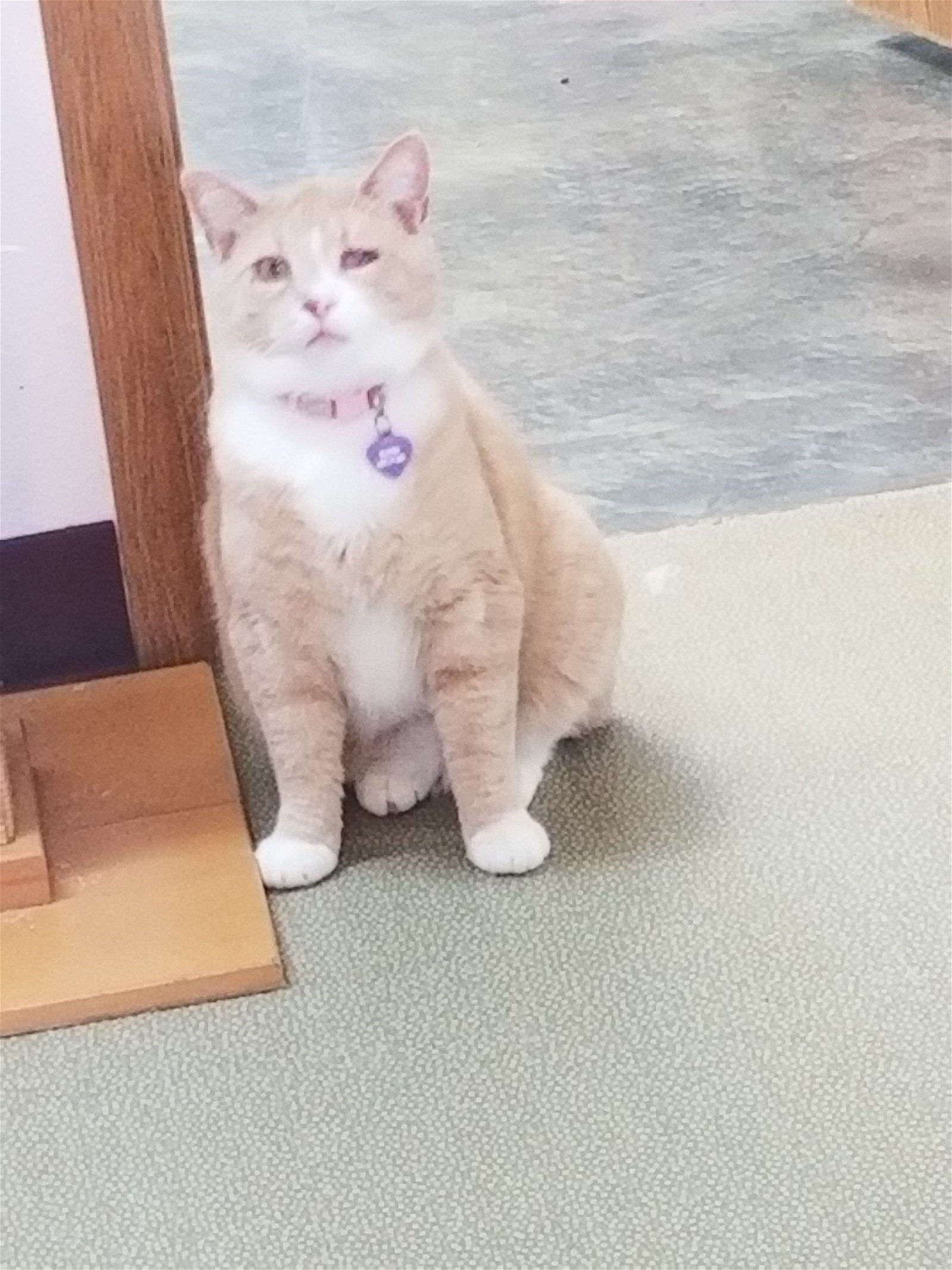 adoptable Cat in Montello, WI named Buffers