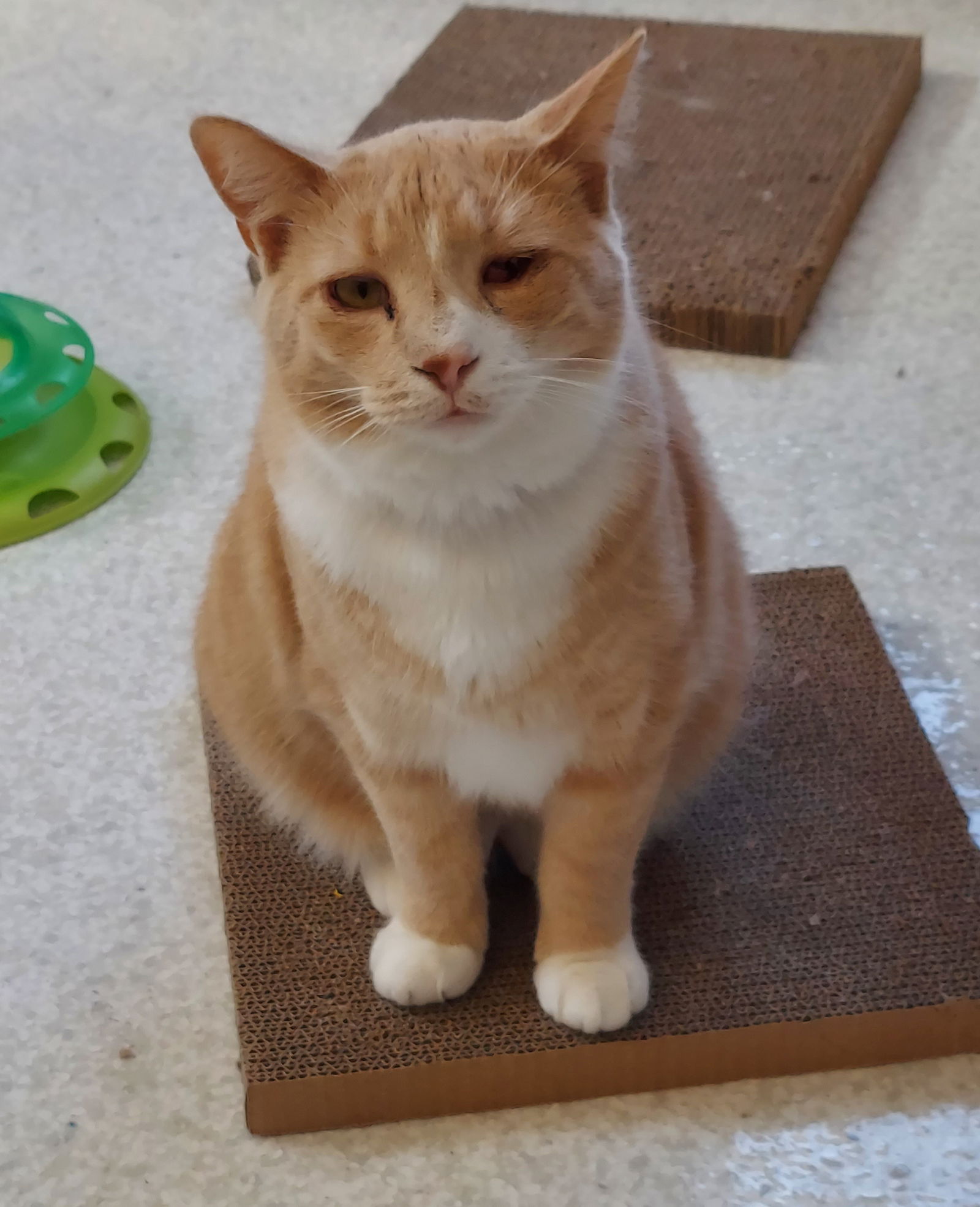 adoptable Cat in Montello, WI named Buffers