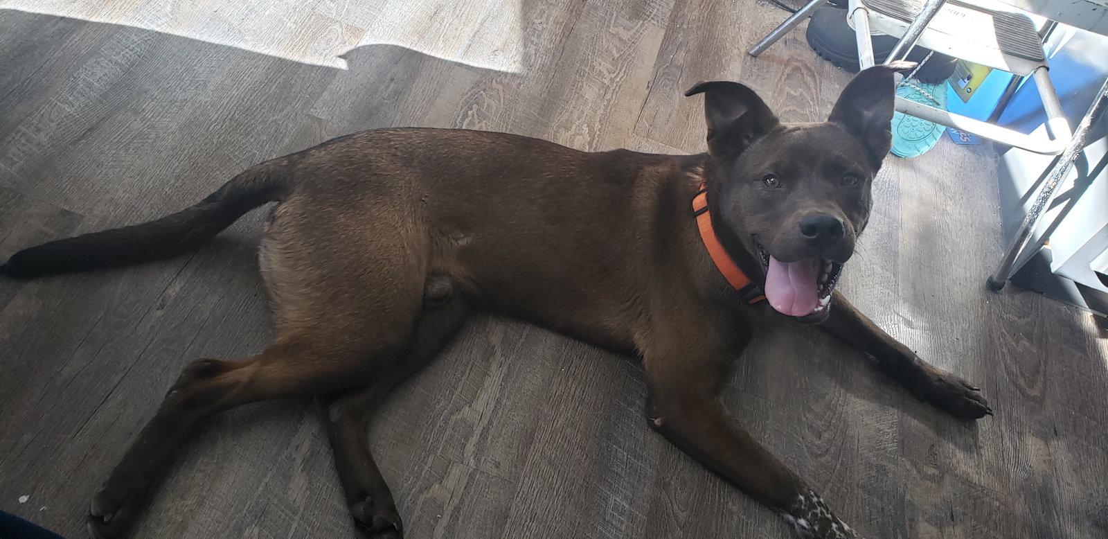 Dog for Adoption Ridge, a Chocolate Labrador Retriever in Reedsburg
