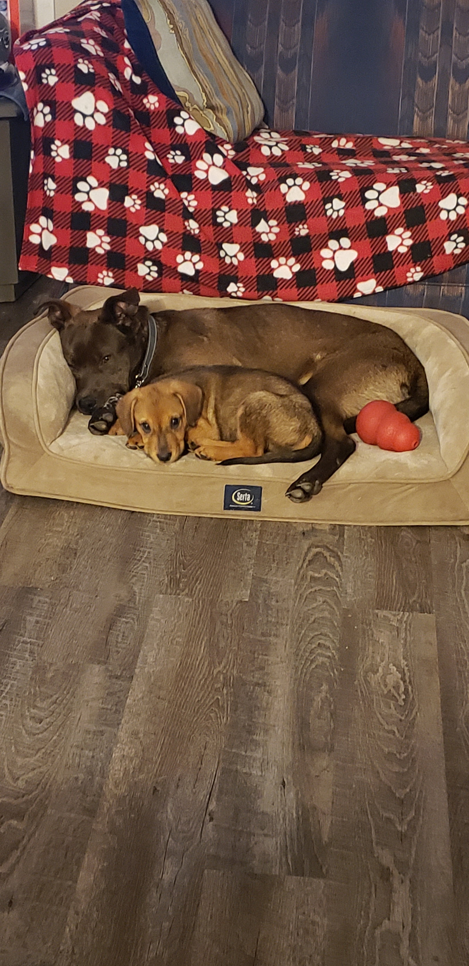 Dog for Adoption Ridge, a Chocolate Labrador Retriever in Reedsburg
