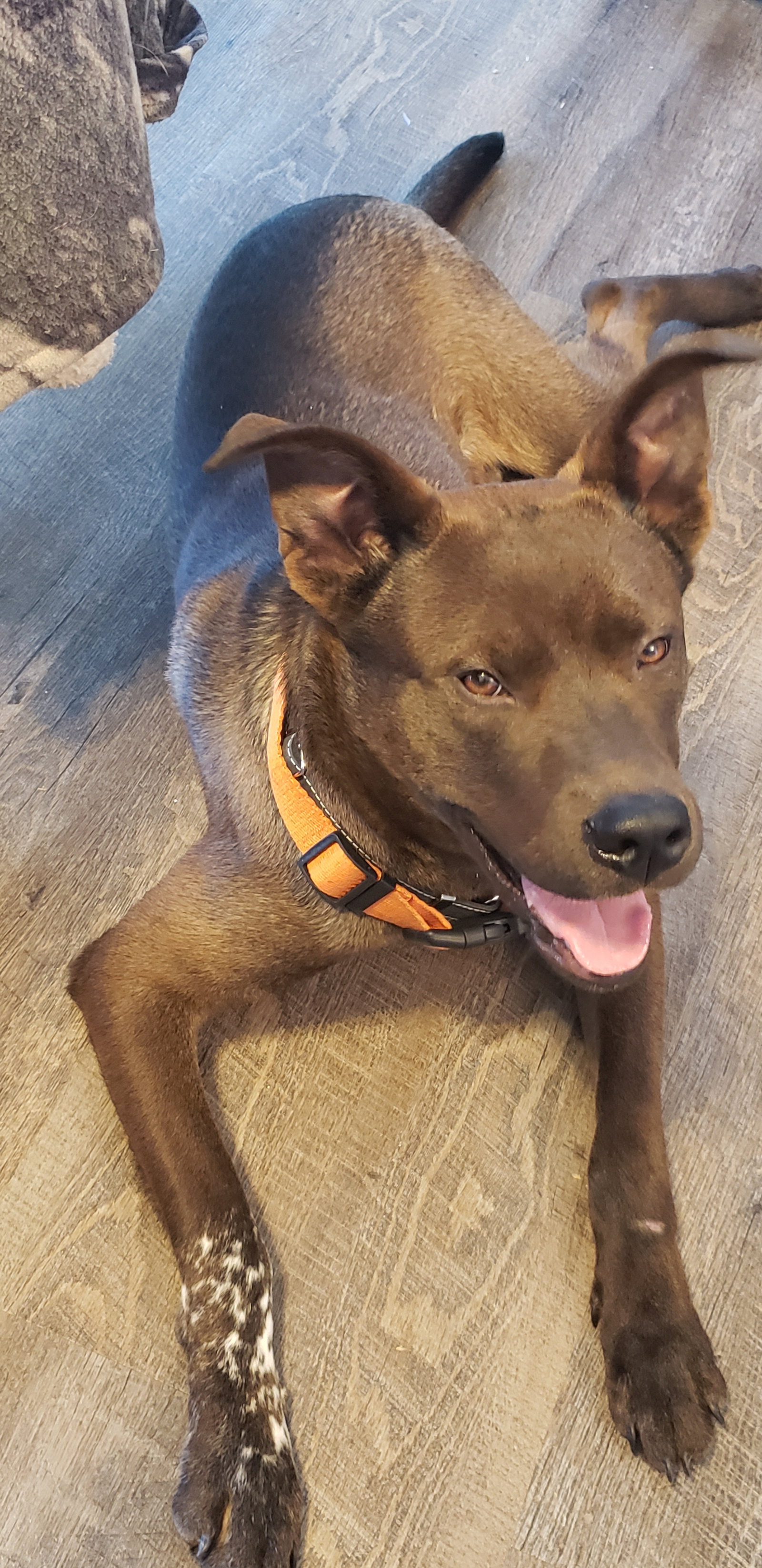 Dog for Adoption Ridge, a Chocolate Labrador Retriever in Reedsburg, WI Alpha Paw
