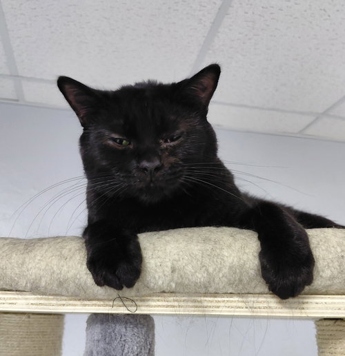 picture of the cat needing adoption