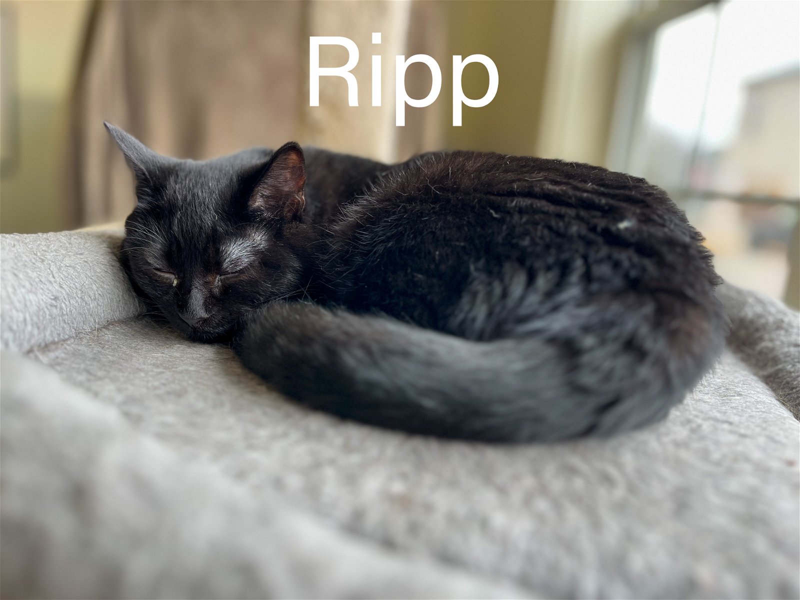 adoptable Cat in Montello, WI named Ripp