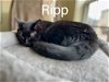 adoptable Cat in , WI named Ripp