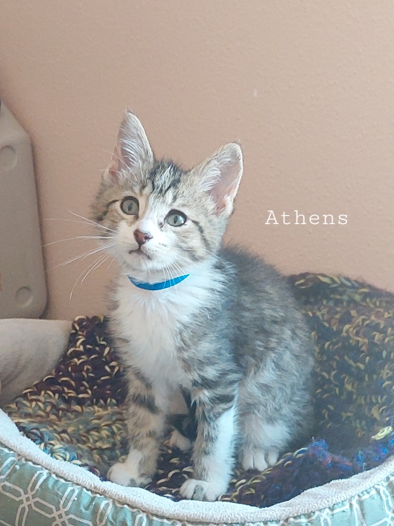 adoptable Cat in Montello, WI named Athens