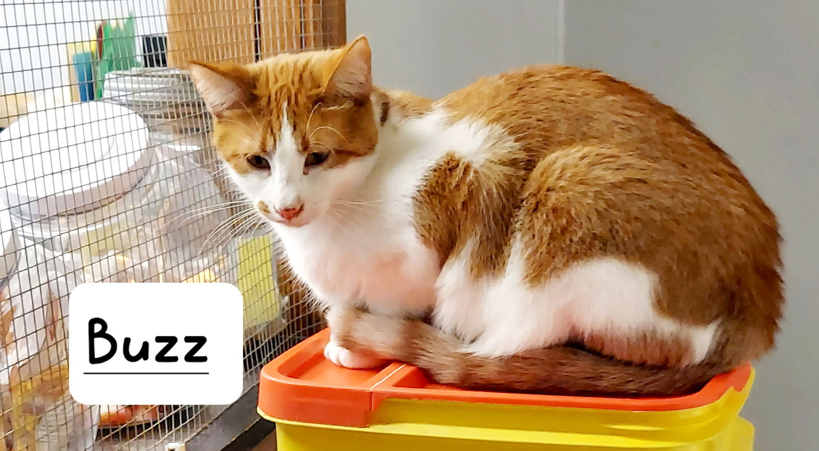 adoptable Cat in Montello, WI named Buzz