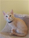 adoptable Cat in montello, WI named Jessie