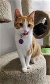 adoptable Cat in , WI named Pammie