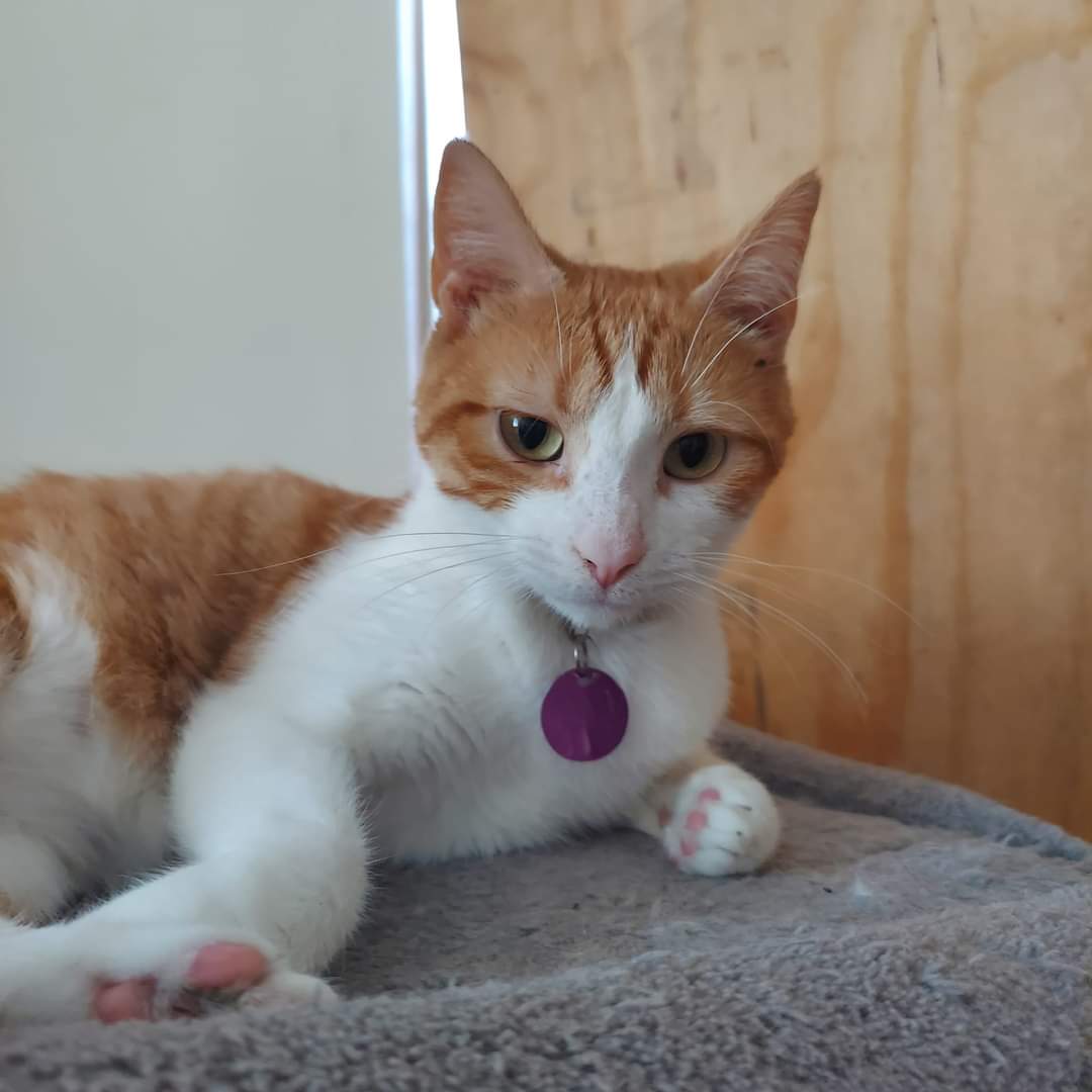 adoptable Cat in Montello, WI named Pammie