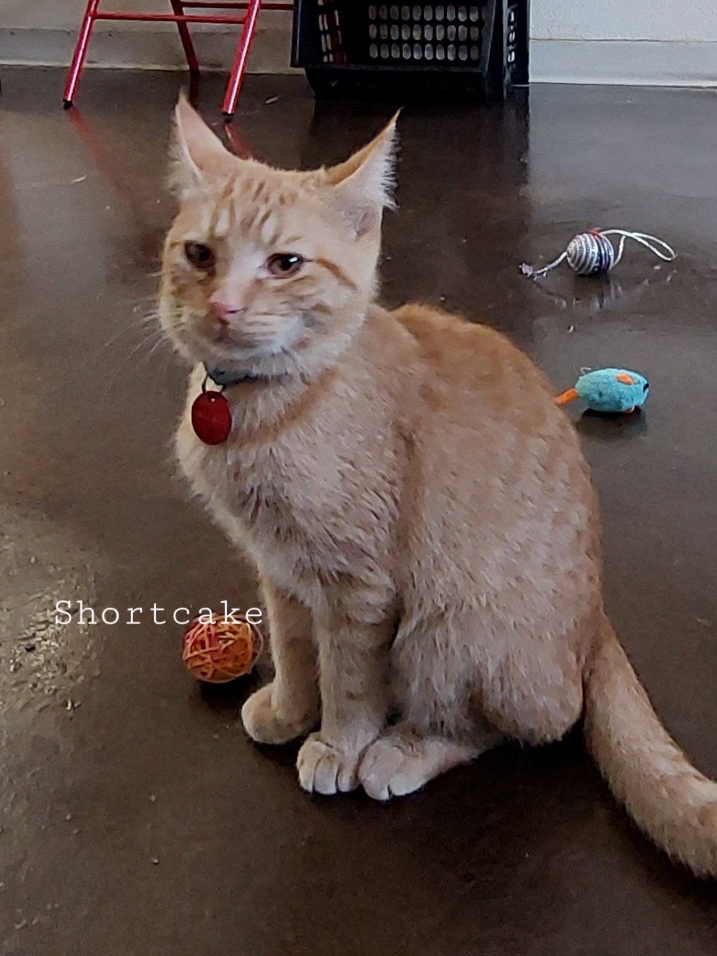 adoptable Cat in Montello, WI named Shortcake