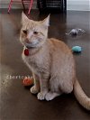 adoptable Cat in , WI named Shortcake