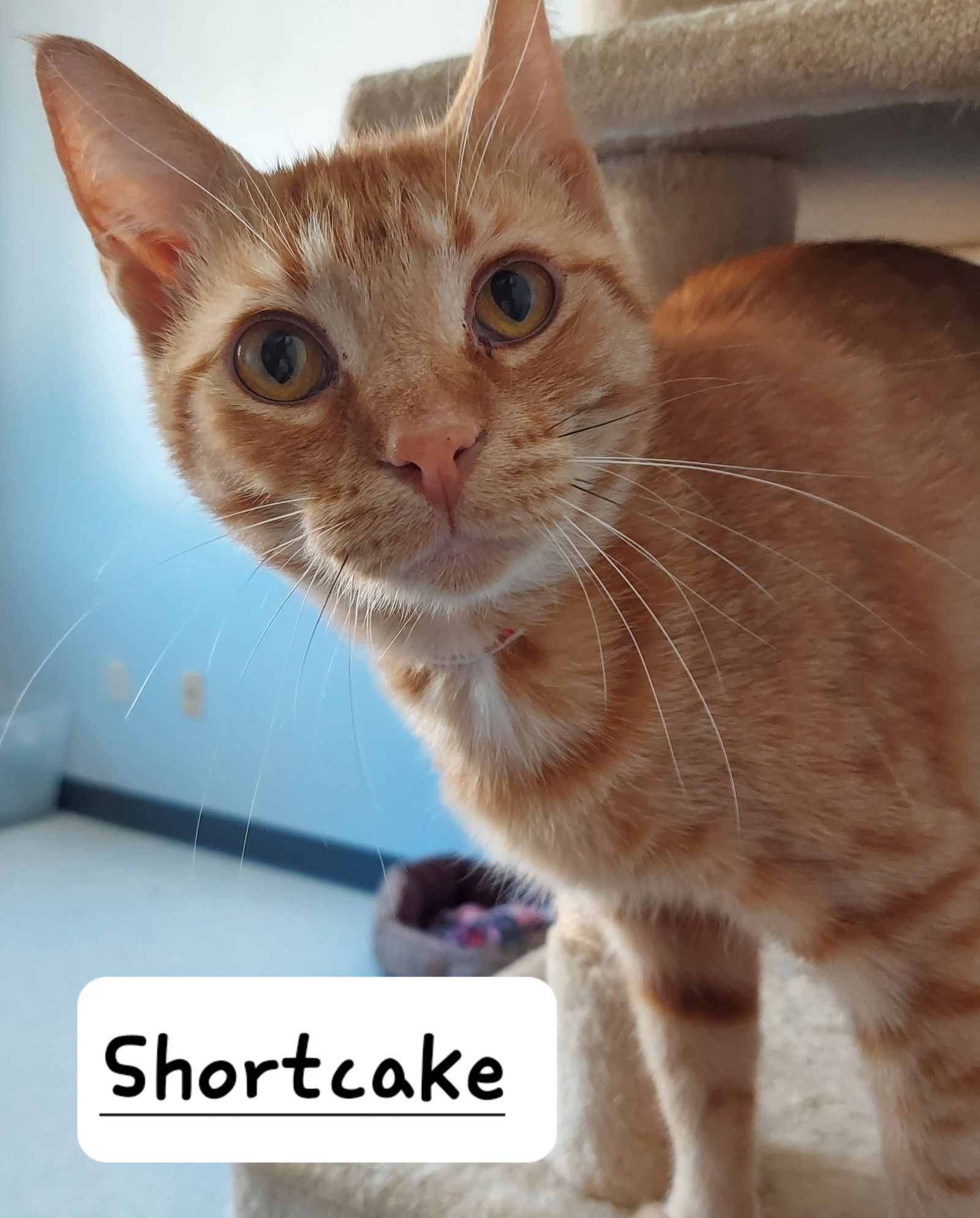 adoptable Cat in Montello, WI named Shortcake