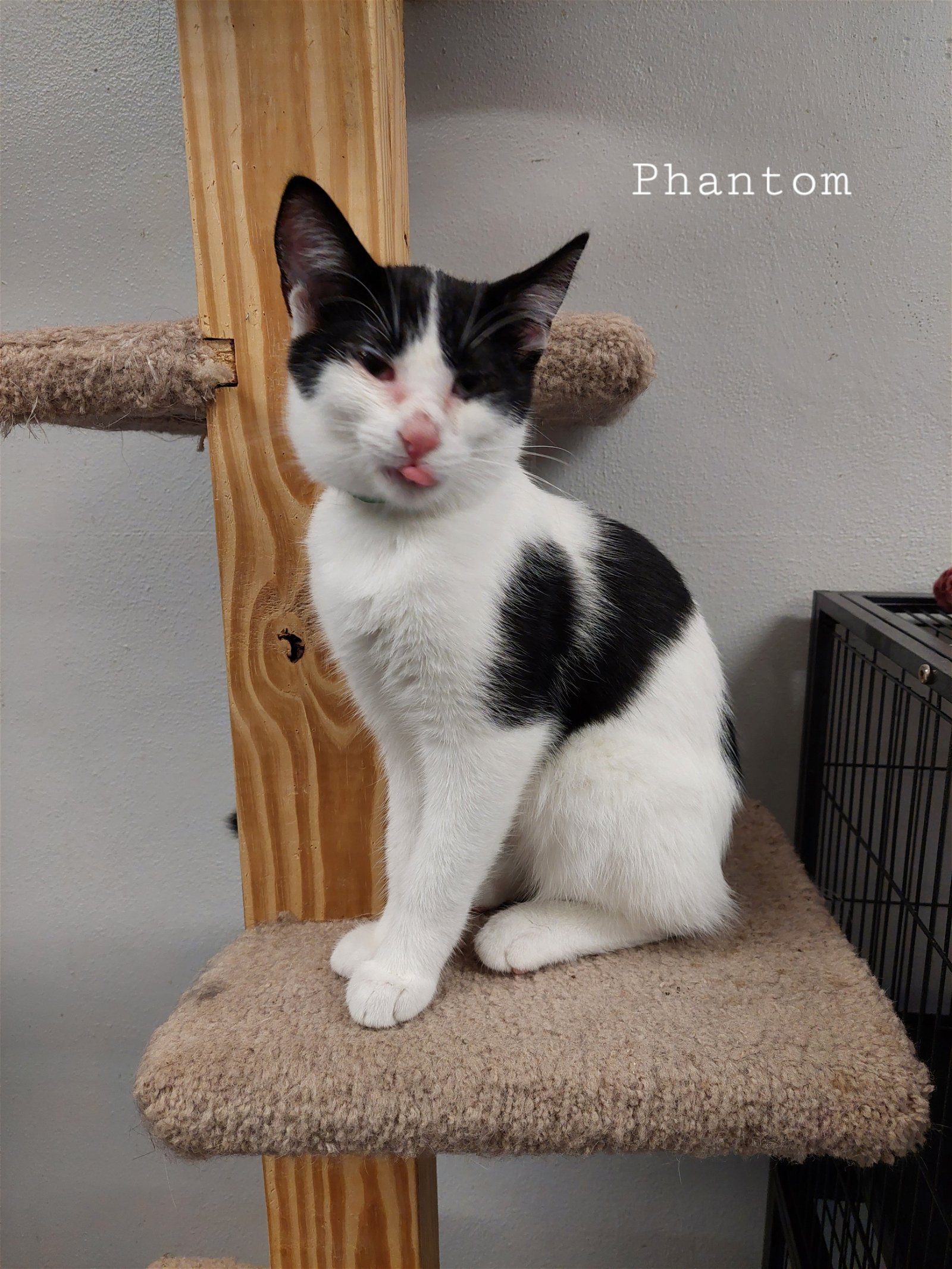 adoptable Cat in Montello, WI named Phantom