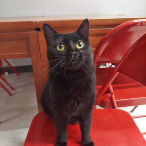NYX - Domestic Short Hair available for adoption