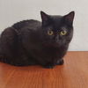 adoptable Cat in montello, WI named Nyx