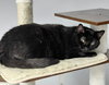 Nyx - Photo 3