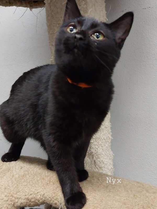 Nyx