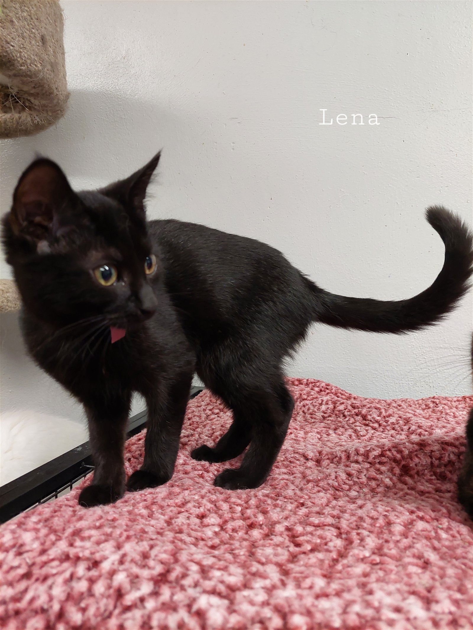 adoptable Cat in Montello, WI named Lena