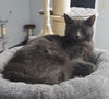 adoptable Cat in montello, WI named Sam @ The Cat