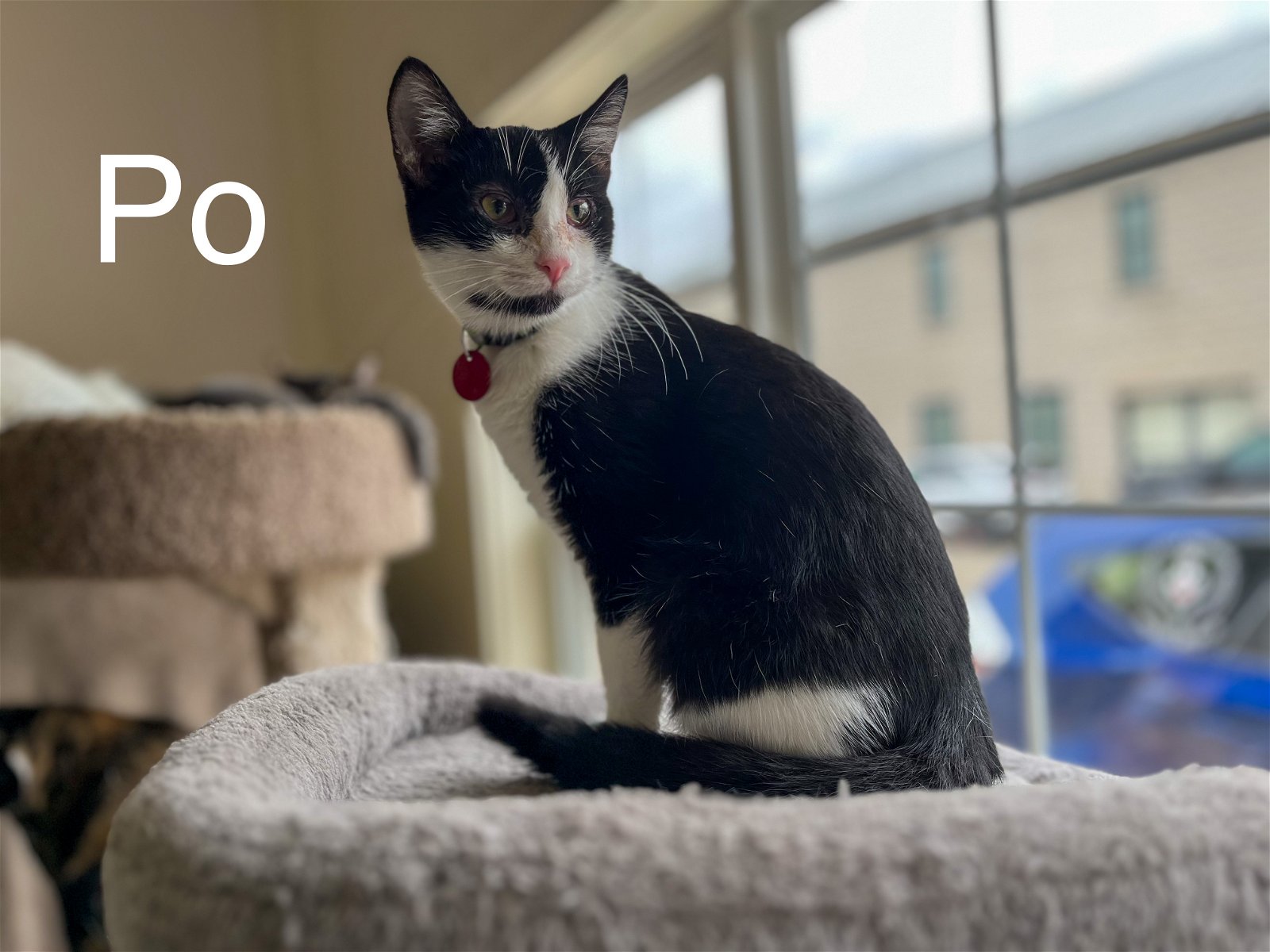 adoptable Cat in Montello, WI named Po