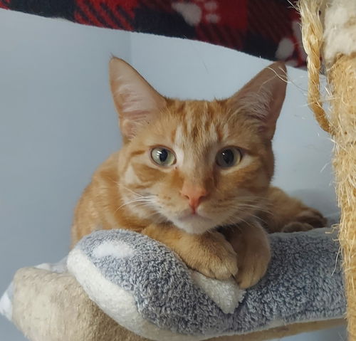 picture of the cat needing adoption