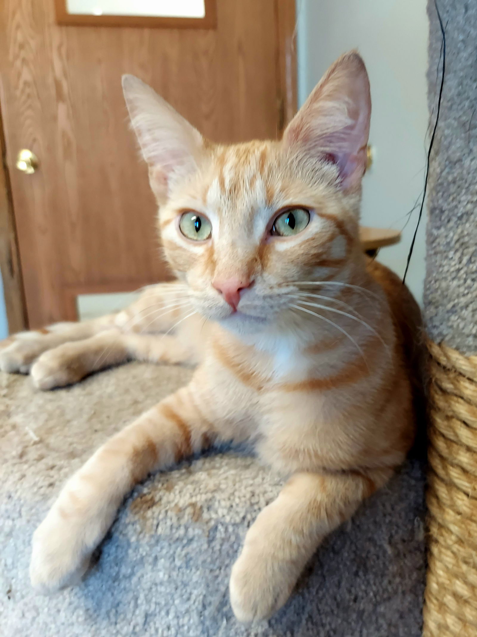 adoptable Cat in Montello, WI named Nemo