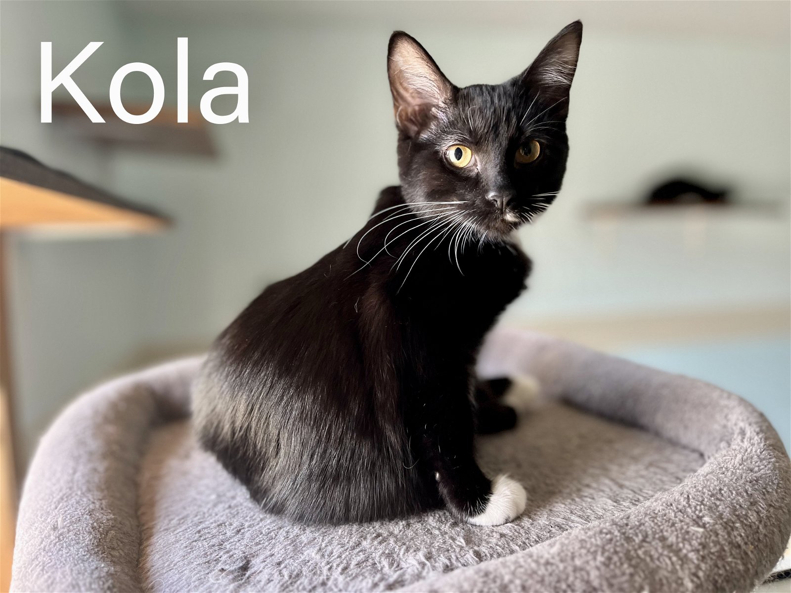 adoptable Cat in Montello, WI named @PetSmart Kola