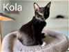 adoptable Cat in montello, WI named Kola