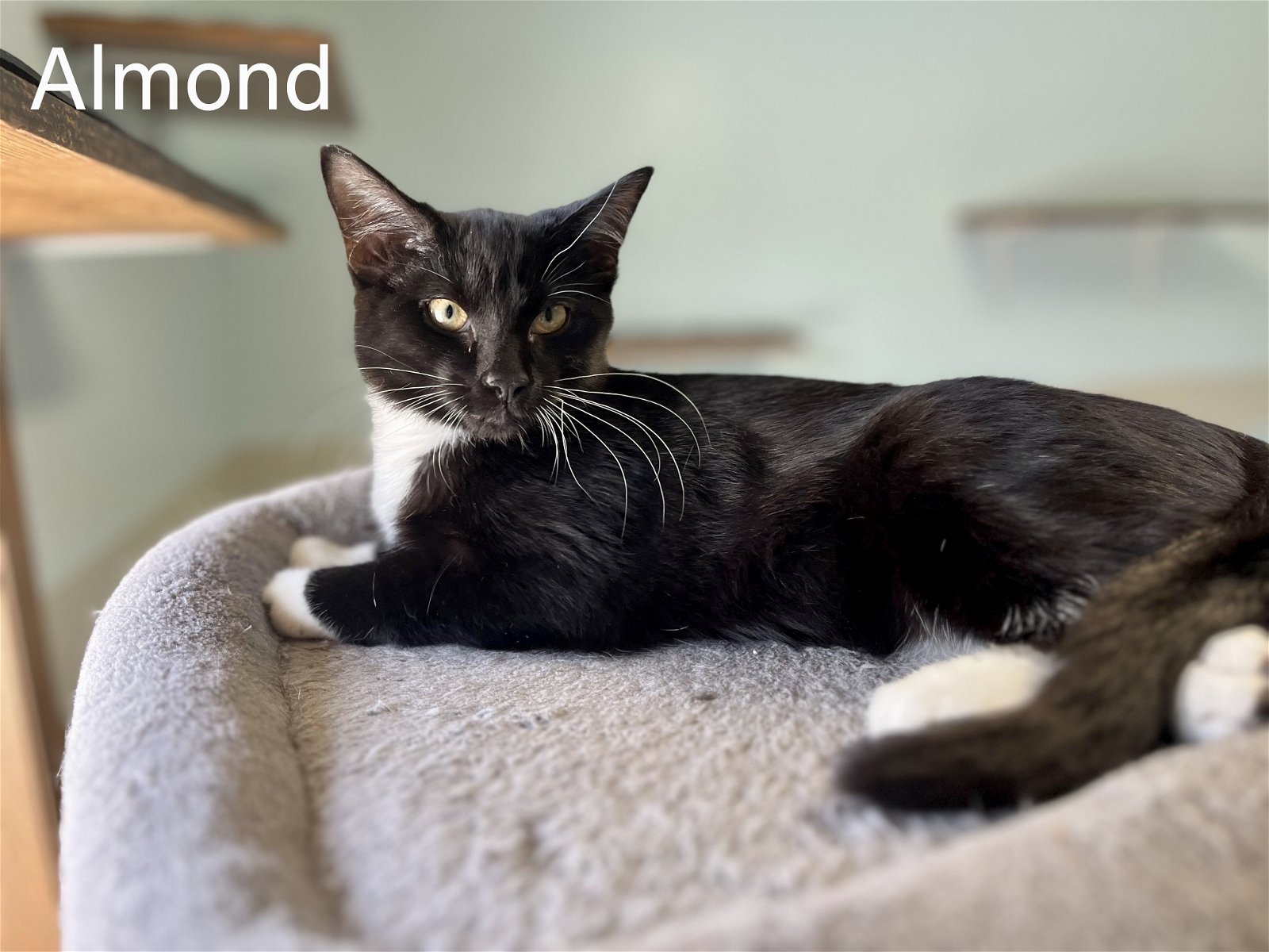 adoptable Cat in Montello, WI named Almond