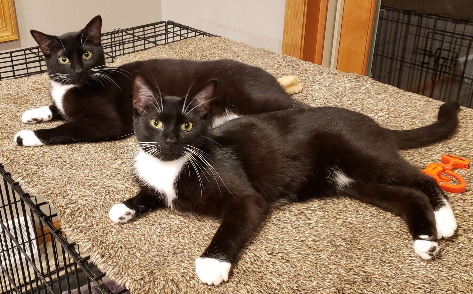 adoptable Cat in Montello, WI named @PetSmart Almond and Peanut (Bonded Pair)