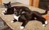 adoptable Cat in , WI named @PetSmart Almond and Peanut (Bonded Pair)