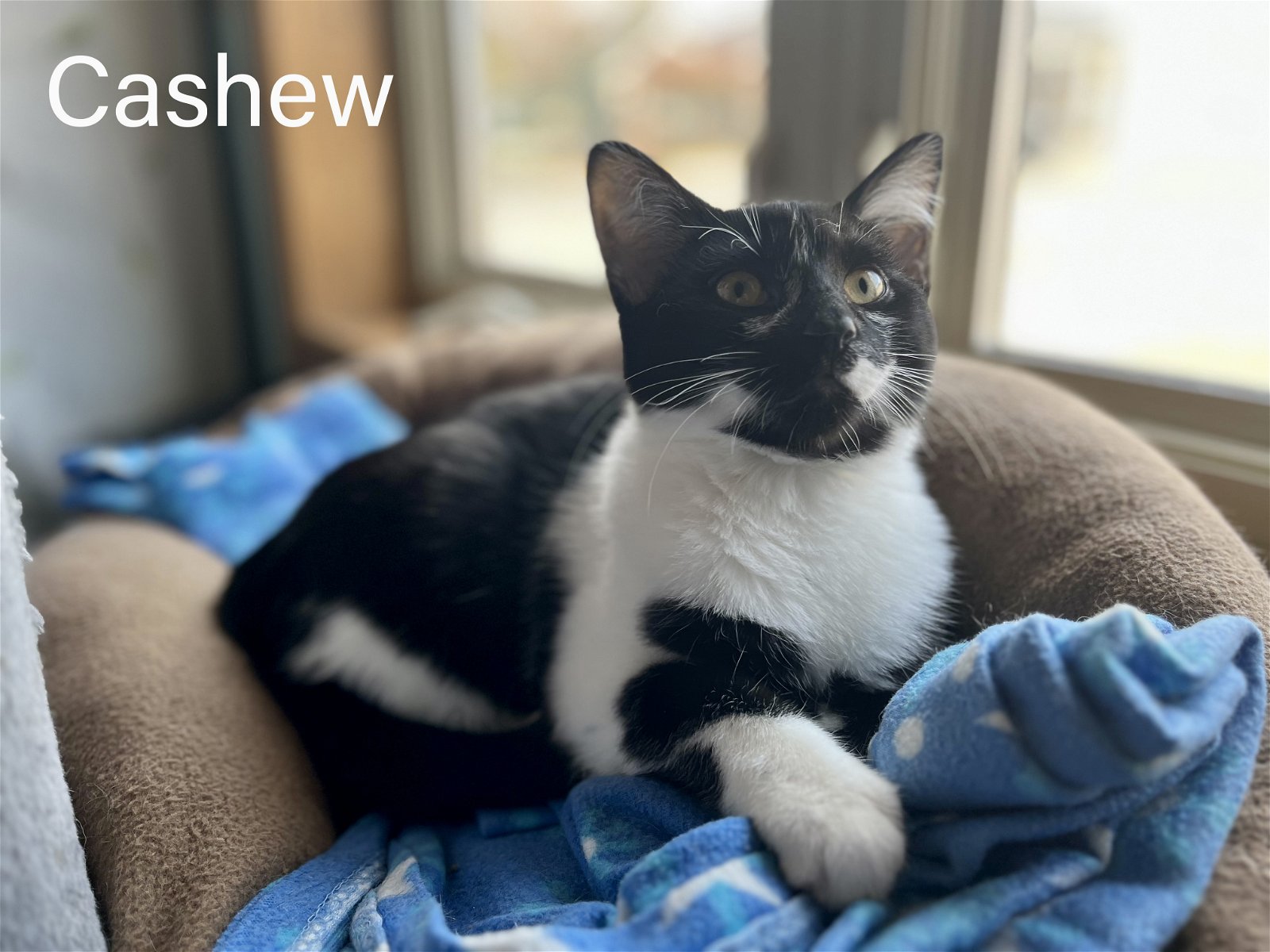 adoptable Cat in Montello, WI named Cashew