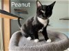 adoptable Cat in montello, WI named Peanut