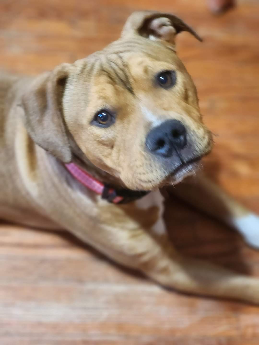 Dog adoption in Montello, WI 53949 Pit Bull Terrier / Labrador