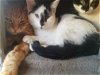 adoptable Cat in montello, WI named Frasier
