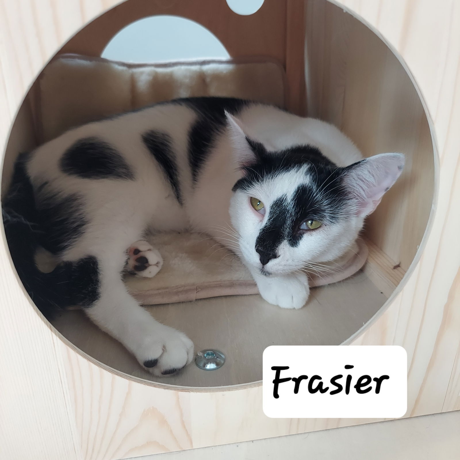 adoptable Cat in Montello, WI named Frasier