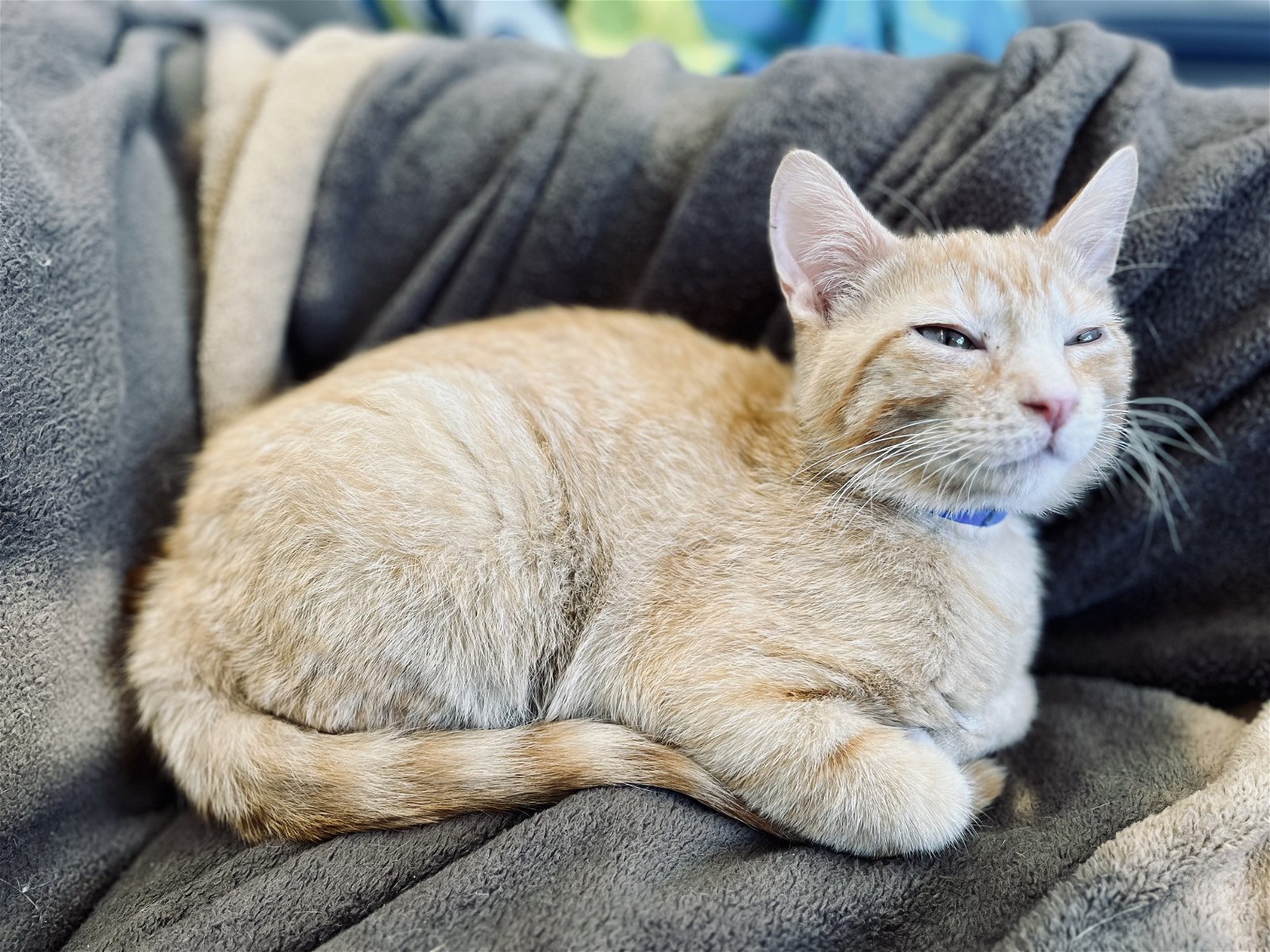 adoptable Cat in Montello, WI named Waffles